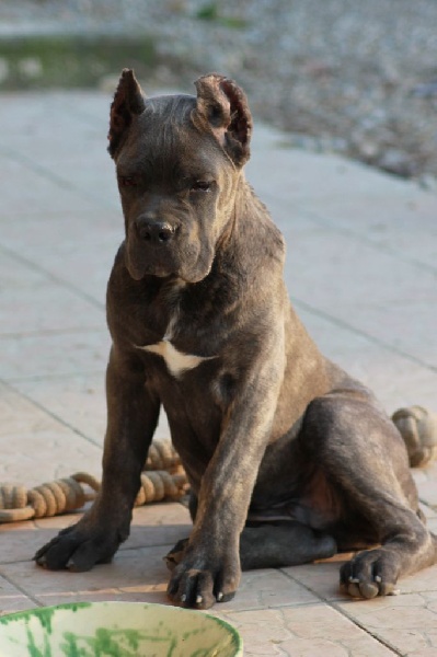 Aslan cane d'oro italiano