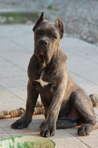 Aslan cane d'oro italiano